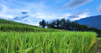 NHNN yêu cầu tăng hỗ trợ vốn cho doanh nghiệp ngành lúa gạo