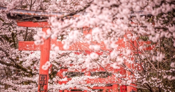 Mùa hoa anh đào Nhật Bản sẽ bắt đầu sớm nhất tại Tokyo