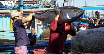 Xuất khẩu cá ngừ sang Canada tăng tới 68%