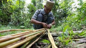 Thu hoạch m&acirc;y tại Indonesia. Ảnh: Nanang Sujana