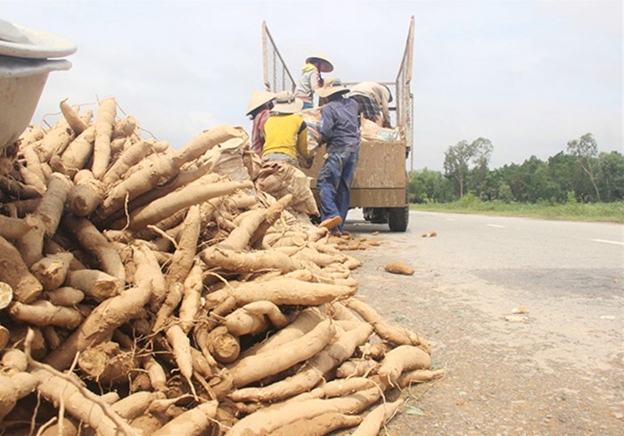 Thu hoạch sắn tại tỉnh Thừa Thi&ecirc;n Huế. Ảnh: CAND