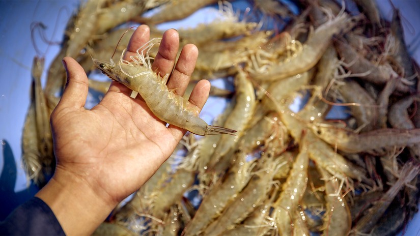 Xuất khẩu t&ocirc;m Việt sang Nhật Bản dần khởi sắc trở lại - Ảnh: minh họa