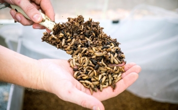 Thúc đẩy kinh tế tuần hoàn bằng ấu trùng ruồi