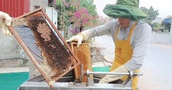 Hải Dương: Mô hình khai thác đa giá trị cây trồng bằng mật ong hoa vải