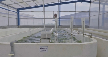 Thêm một thành viên HĐQT của Vĩnh Hoàn gửi đơn từ nhiệm