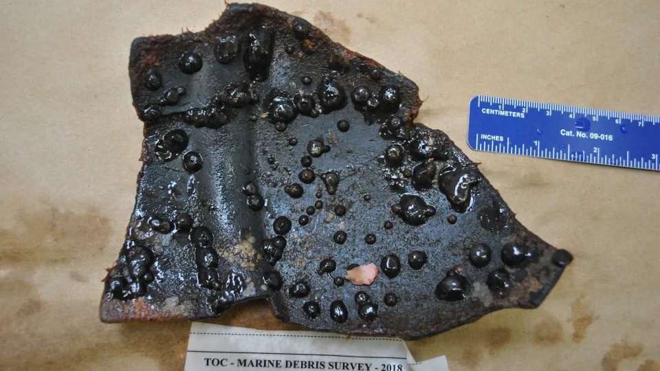 Hải quỳ tr&ecirc;n một mảnh r&aacute;c nhựa m&agrave;u đen trục vớt từ đảo r&aacute;c Th&aacute;i B&igrave;nh Dương. Ảnh: Linsey Haram/Smithsonian Institution