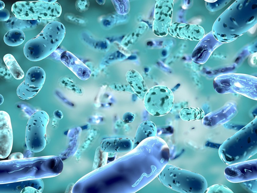 Ảnh minh họa vi khuẩn Burkholderia Pseudomallei. Ảnh: ShutterStock