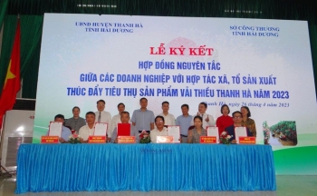 Hải Dương kết nối giao thương cho sản phẩm vải thiều Thanh Hà
