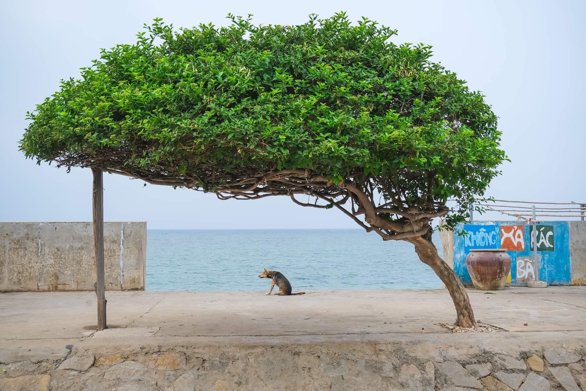 Khoảnh khắc cô đơn hiếm hoi của cây cô đông qua ống kính của Lekima Hùng Khoảnh khắc cô đơn hiếm hoi của cây cô đông qua ống kính của Lekima Hùng