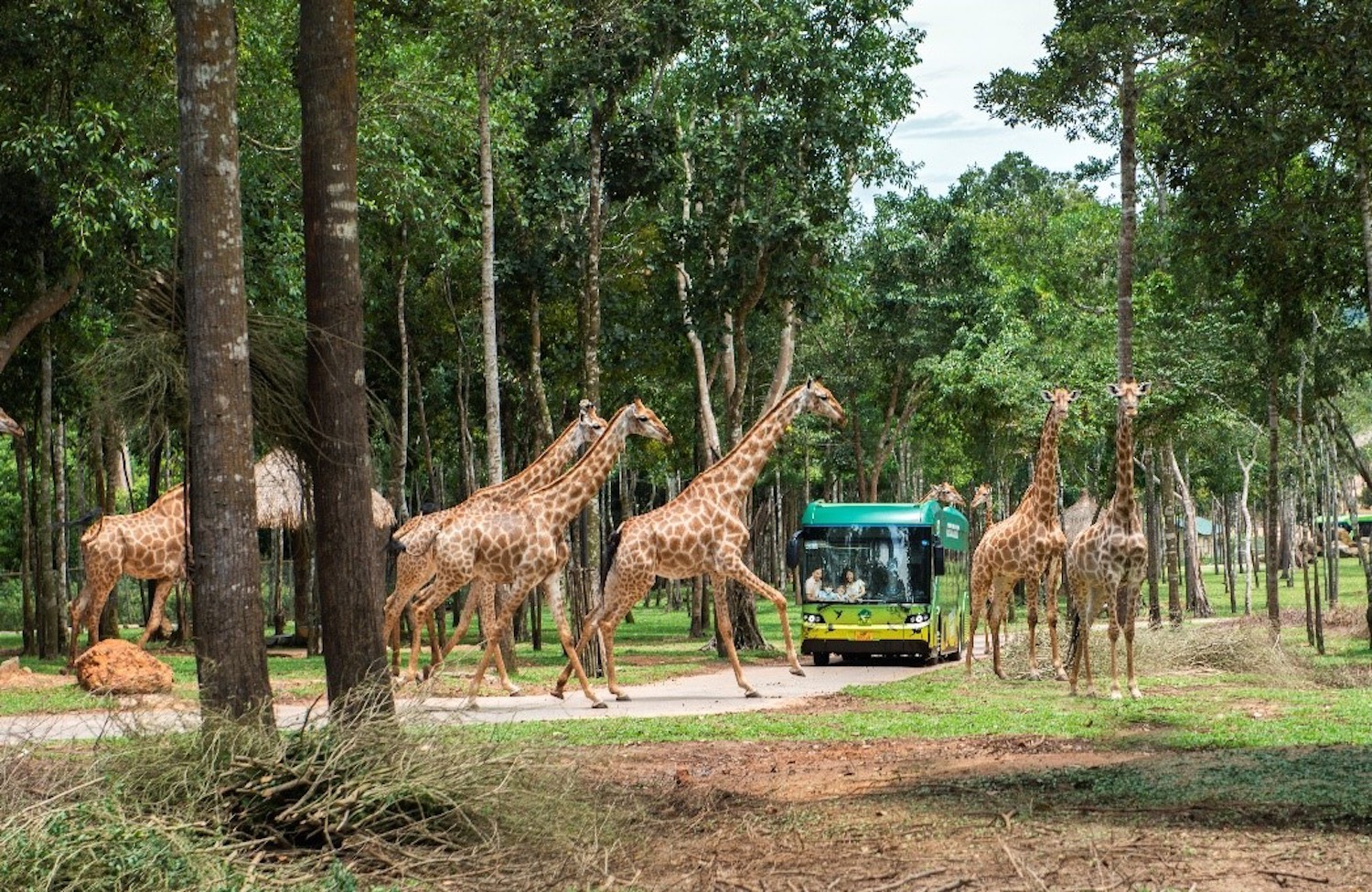 Độc đáo 'bản giao hưởng hoang dã' tại Vinpearl Safari Phú Quốc