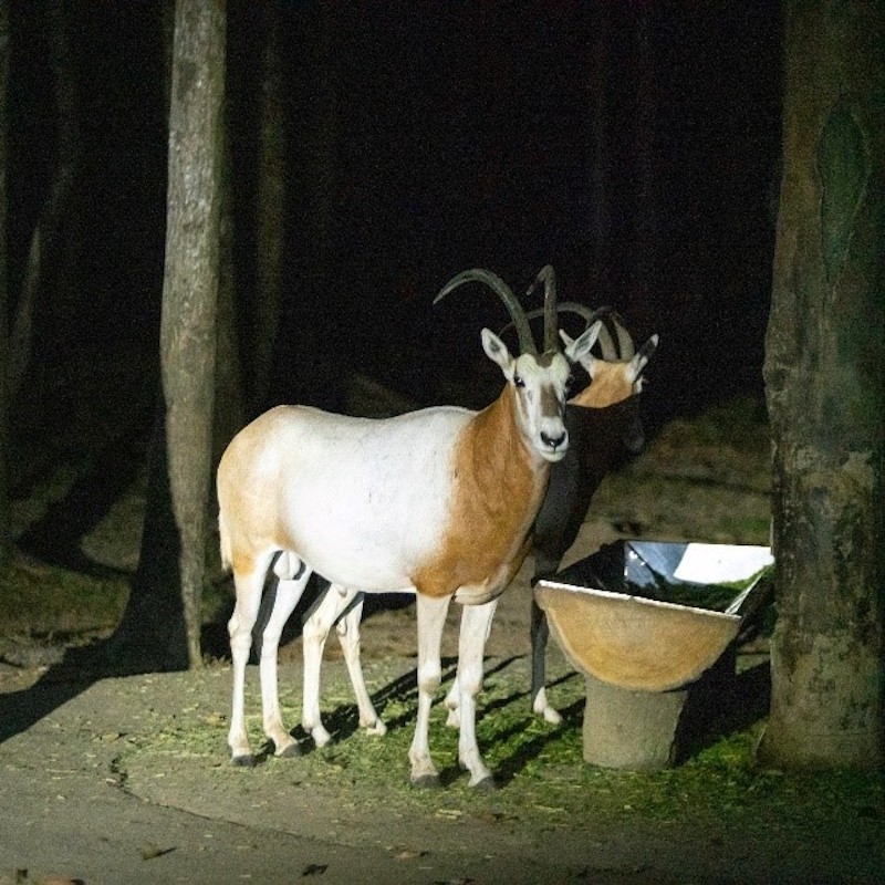 Độc đáo 'bản giao hưởng hoang dã' tại Vinpearl Safari Phú Quốc