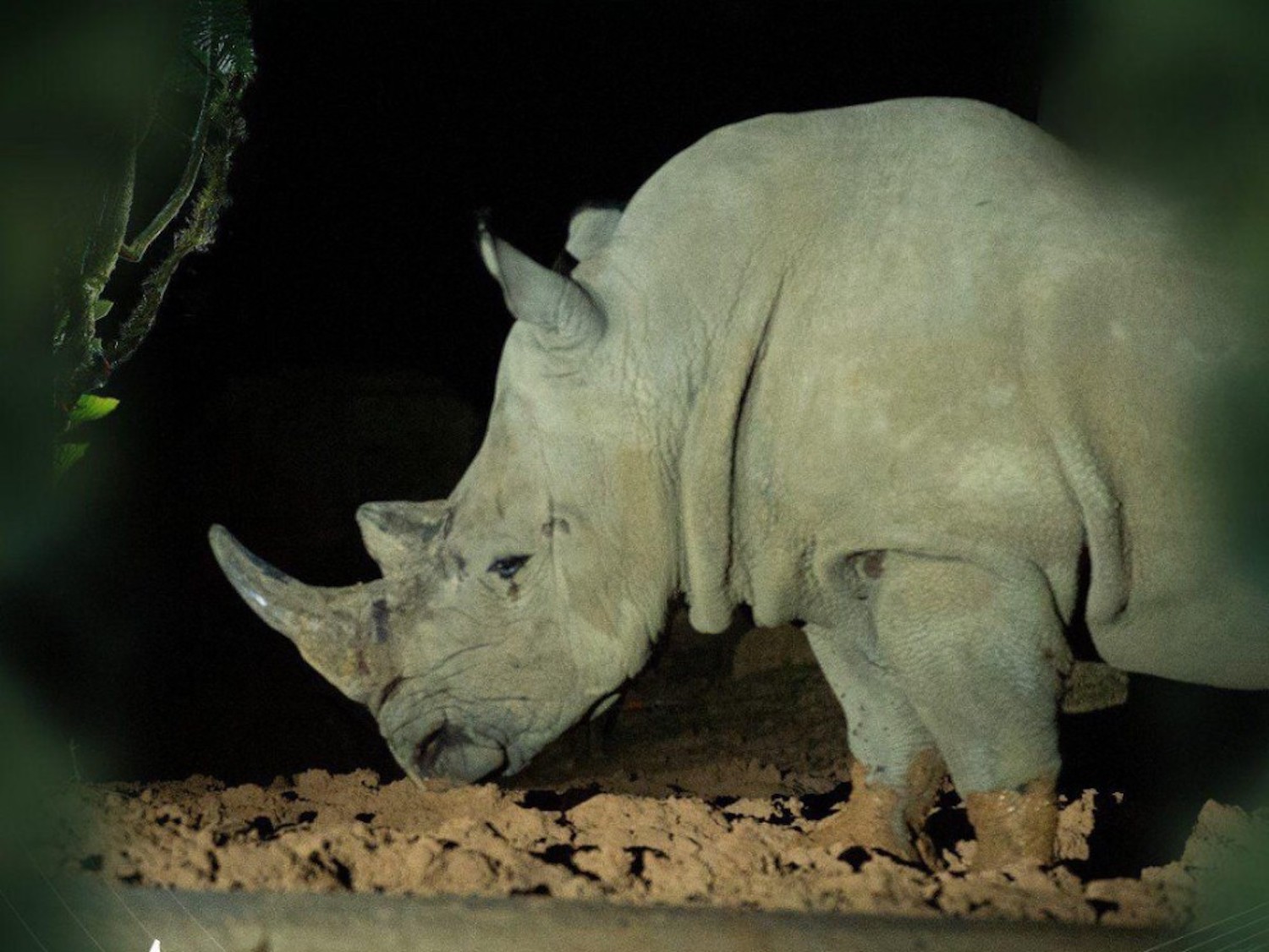 Độc đáo 'bản giao hưởng hoang dã' tại Vinpearl Safari Phú Quốc