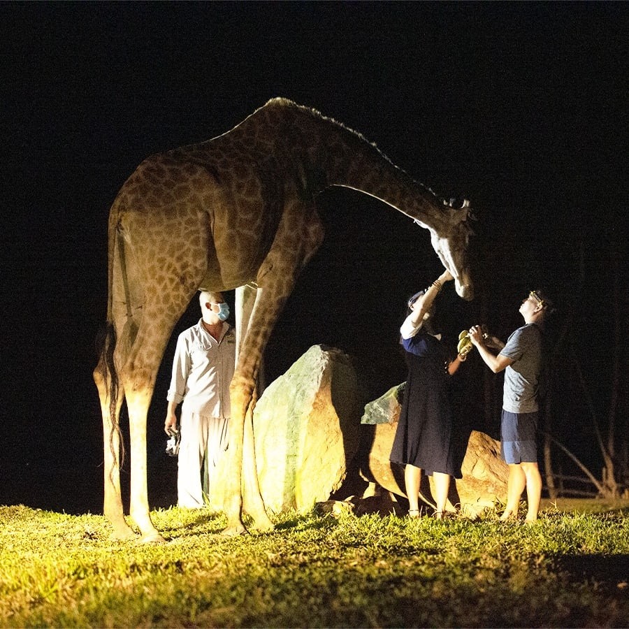 Độc đáo 'bản giao hưởng hoang dã' tại Vinpearl Safari Phú Quốc