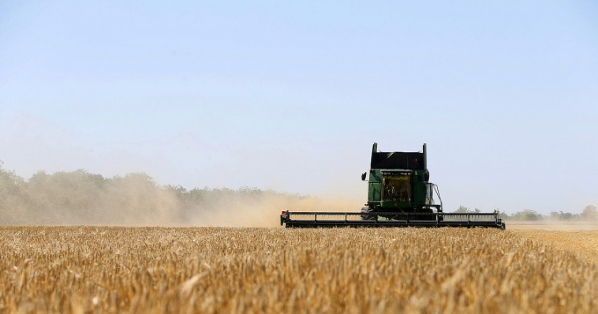 FAO dự báo tăng sản lượng ngũ cốc thế giới niên vụ 2023/24