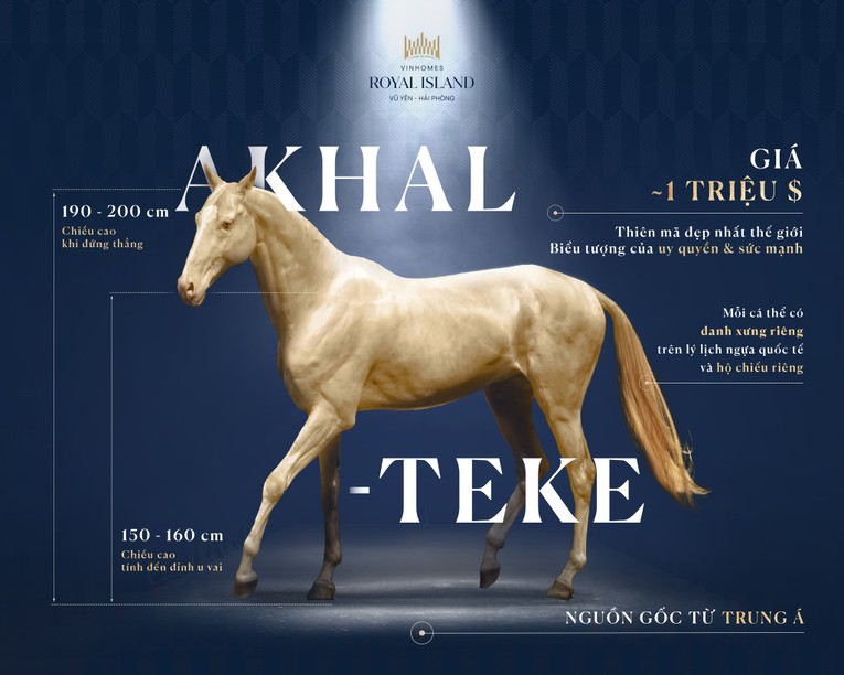 Bộ sưu tập ngựa ở Vinhomes Royal Island vừa được bổ sung th&ecirc;m giống Akhal Teke qu&yacute; hiếm bậc nhất thế giới.