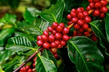 Giá cà phê tăng phi mã, chạm mốc lịch sử gần 4.200 USD/tấn