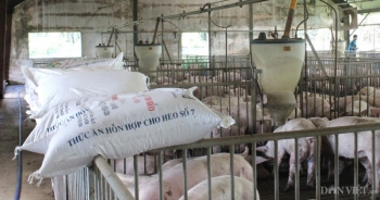 Năm 2021: Giá thức ăn chăn nuôi tăng, nông dân nuôi gà, lợn điêu đứng