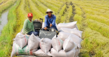 Việt Nam chuyển dịch cơ cấu tăng xuất khẩu gạo ngon sang ASEAN