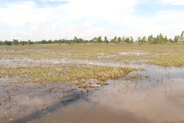 Lũ lụt g&acirc;y ảnh hưởng nghi&ecirc;m trọng tới c&aacute;c hộ n&ocirc;ng d&acirc;n trồng l&uacute;a tại tỉnh Kalasin, Th&aacute;i Lan. Ảnh: Bangkok Post