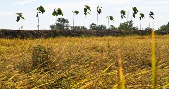 Thái Lan có thể mất 10% sản lượng gạo do biến đổi khí hậu