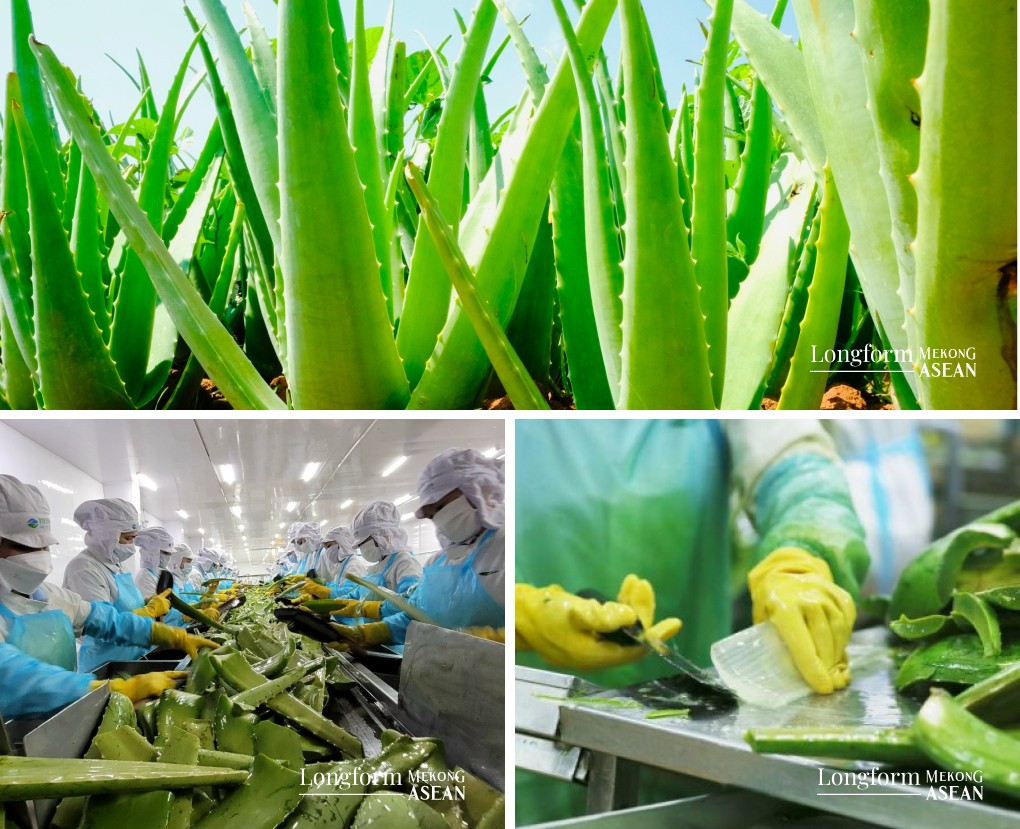 Người gây dựng 'chuỗi thực phẩm hạnh phúc' từ cây nha đam