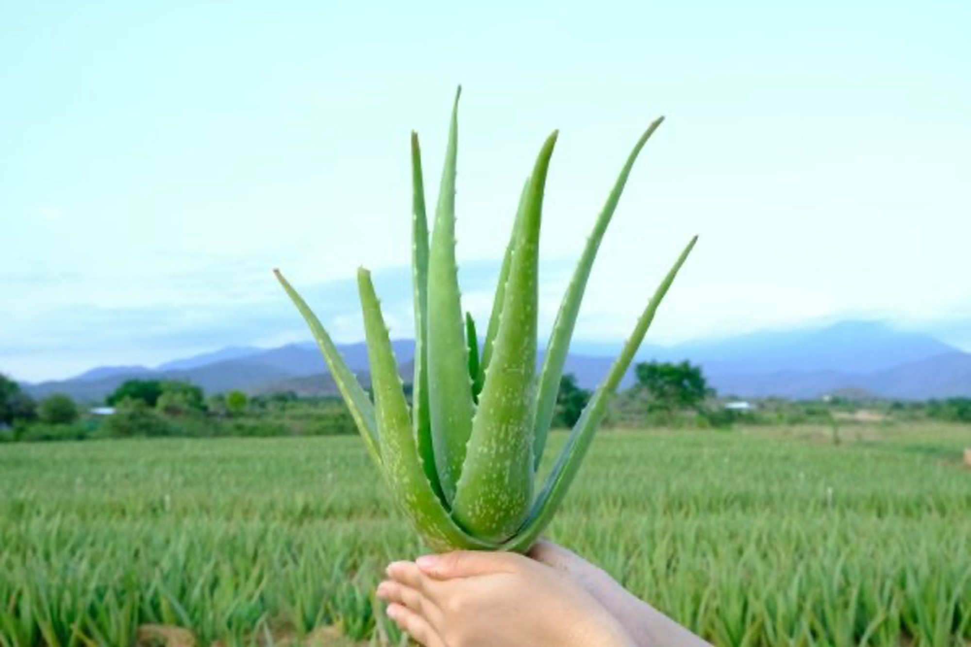 Người gây dựng 'chuỗi thực phẩm hạnh phúc' từ cây nha đam