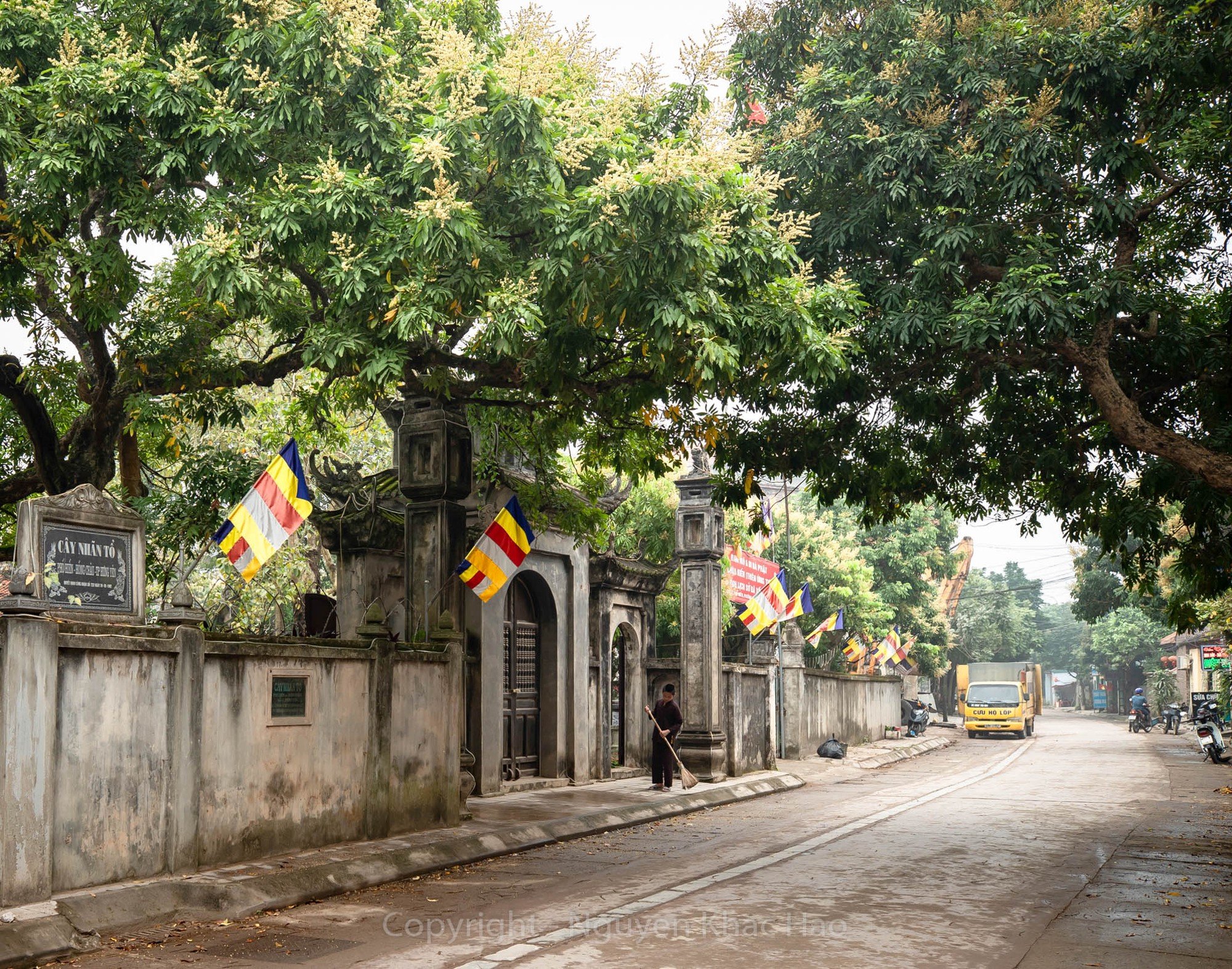 Th&aacute;ng ba, th&aacute;ng tư (&Acirc;m lịch) h&agrave;ng năm l&agrave; dịp những c&acirc;y nh&atilde;n bung nở c&aacute;c ch&ugrave;m hoa như trải thảm v&agrave;ng tr&ecirc;n khắp c&aacute;c ngả đường, trong những khu vườn, rắc đầy tr&ecirc;n lối đi, b&igrave;nh dị, th&acirc;n thương.
