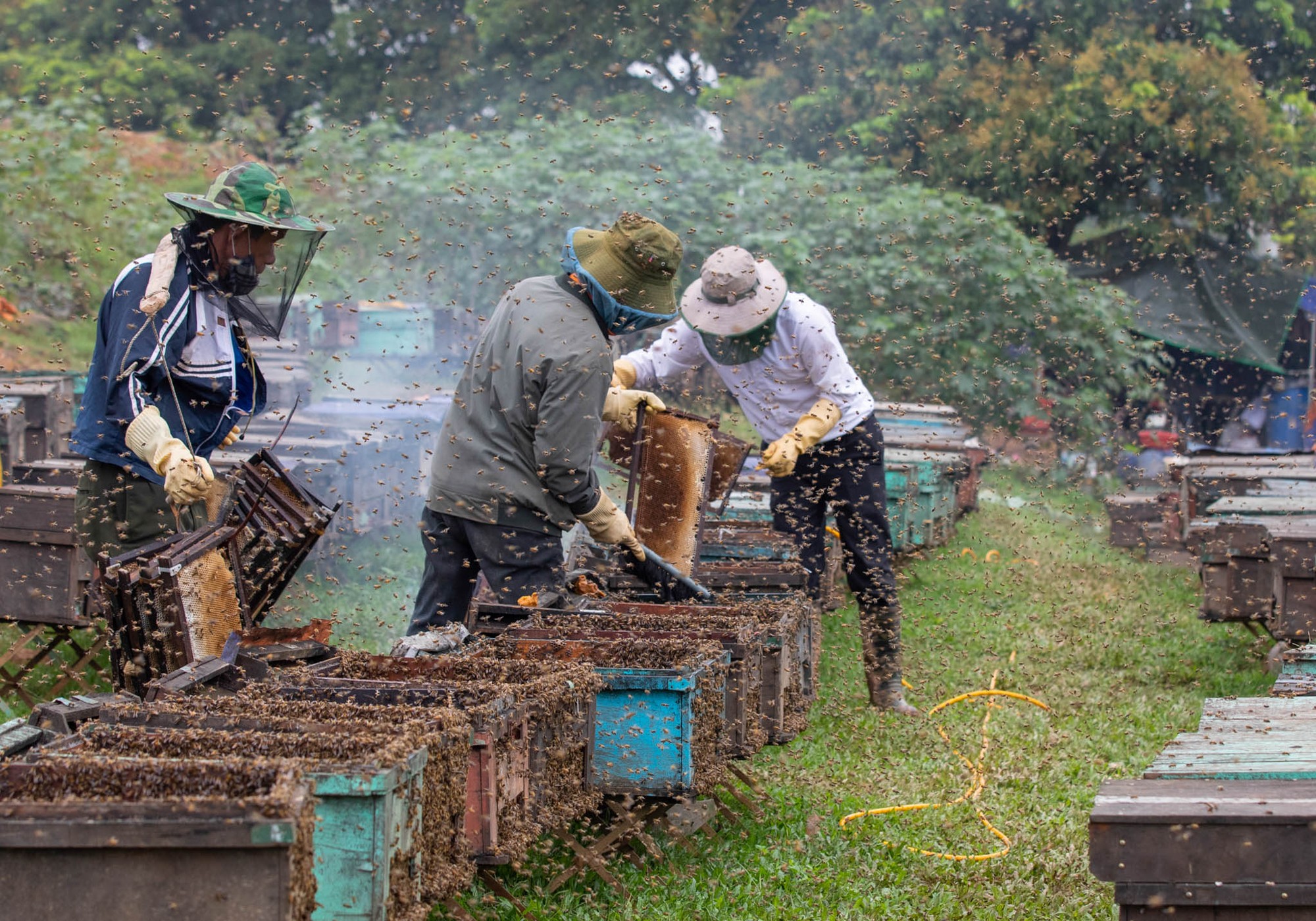 M&ugrave;a hoa nh&atilde;n cũng l&agrave; m&ugrave;a vui rộn r&agrave;ng đ&oacute;n những giọt mật ngọt l&agrave;nh. Mật ong từ hoa nh&atilde;n lu&ocirc;n được xem l&agrave; thứ mật s&aacute;nh quyện, cho vị ngọt v&agrave; ng&aacute;t m&ugrave;i thơm hương, d&ugrave; c&oacute; để suốt năm vẫn giữ được m&agrave;u v&agrave;ng &oacute;ng. Đ&acirc;y cũng l&agrave; đặc sản kh&aacute;c của đất Hưng Y&ecirc;n b&ecirc;n cạnh quả nh&atilde;n vốn nổi tiếng từ l&acirc;u.
