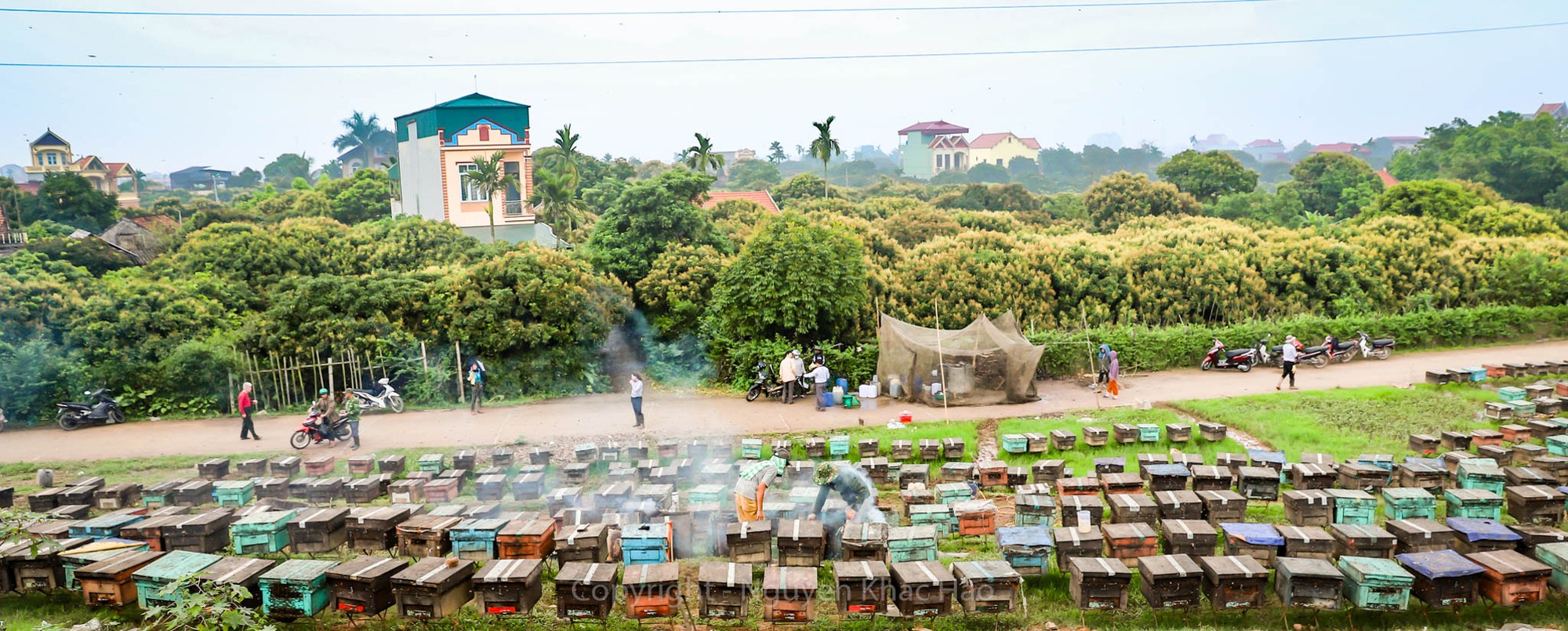 Năm nay mưa thuận gi&oacute; h&ograve;a, hoa nh&atilde;n ra sớm với độ sai hiếm c&oacute;, hứa hẹn một m&ugrave;a nh&atilde;n trĩu quả, một vụ nh&atilde;n ấm no đền đ&aacute;p những người d&acirc;n quanh năm tất tả vun trồng. M&ugrave;a hoa nh&atilde;n nở rộ cũng l&agrave; thời điểm những th&ugrave;ng nu&ocirc;i ong lấy mật được tập trung khai th&aacute;c tối đa.