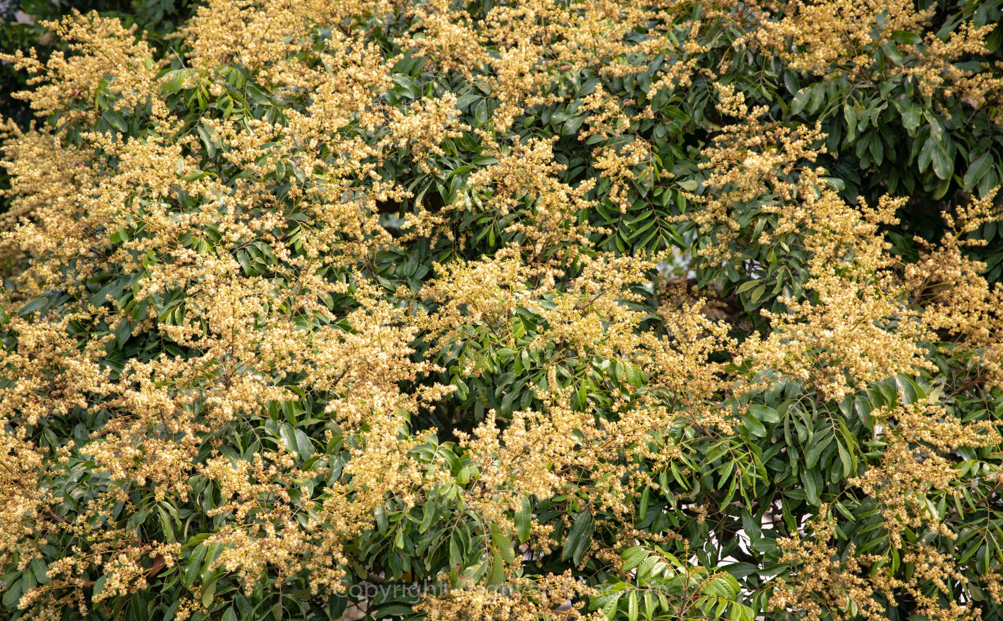 Hoa nh&atilde;n đi theo năm th&aacute;ng, những ng&agrave;y thơ ấu h&aacute;o hức c&acirc;y đơm hoa, kết tr&aacute;i sai trĩu để anh em r&iacute;u r&iacute;t thi nhau bẻ từng ch&ugrave;m quả. Để rồi, đến tận sau n&agrave;y, mỗi độ xu&acirc;n về lại bồi hồi nhớ m&ugrave;a hoa nh&atilde;n qu&ecirc; hương, nơi bố mẹ đang sống tuổi gi&agrave; b&igrave;nh y&ecirc;n với vườn nh&atilde;n đầy kỷ niệm. Biết bao người con chỉ nh&igrave;n thấy hoa nh&atilde;n th&ocirc;i đ&atilde; rưng rưng nỗi nhớ nh&agrave;?