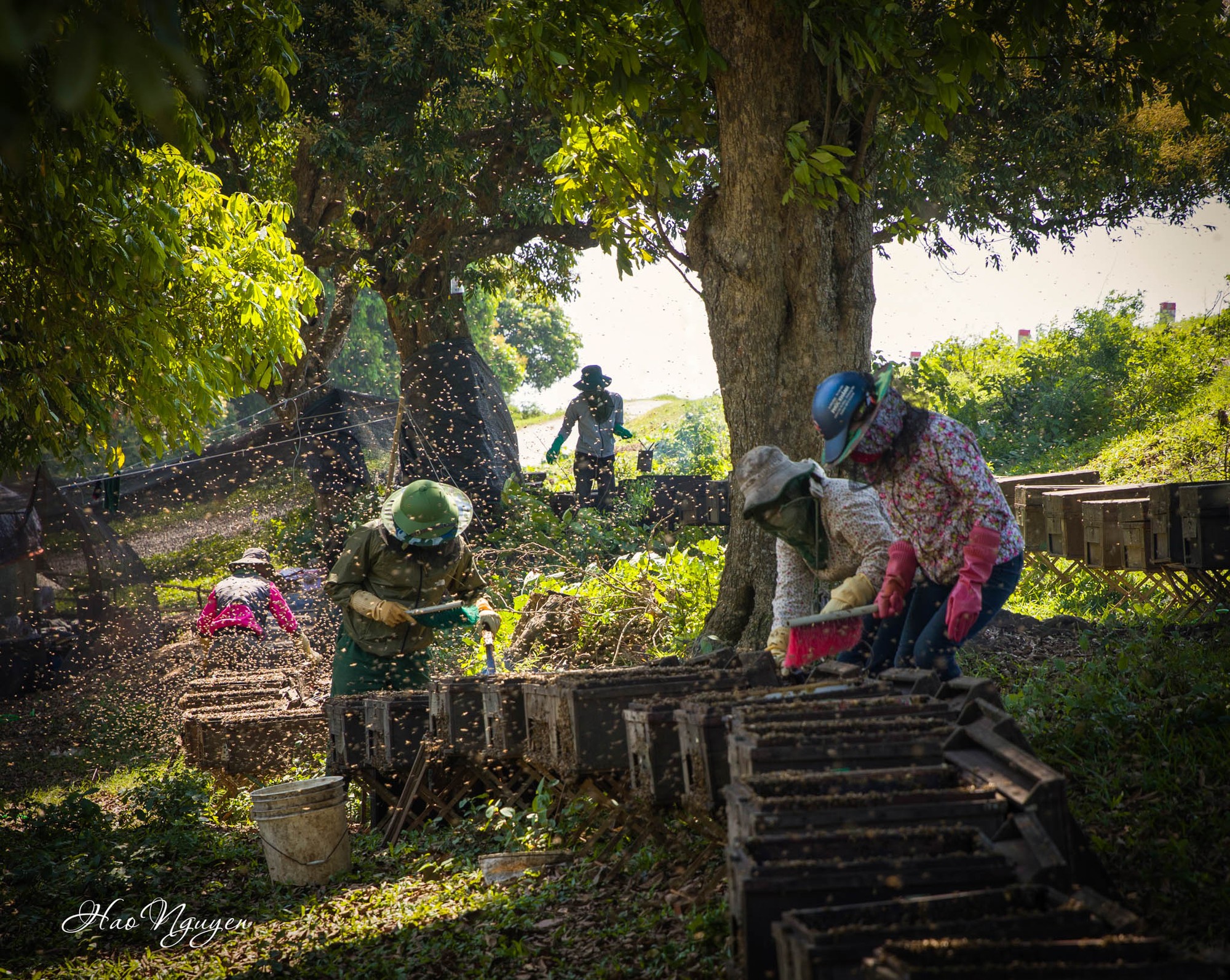 Người v&agrave; ong cần mẫn b&ecirc;n những gốc nh&atilde;n tr&ecirc;n đất Hưng Y&ecirc;n đang v&agrave;o m&ugrave;a hoa, hứa hẹn một m&ugrave;a lấy mật bội thu.