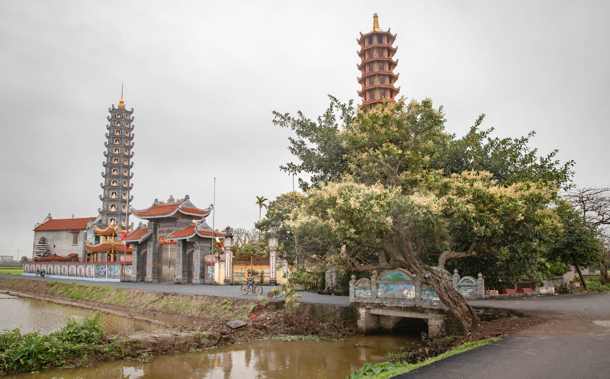 Hoa nh&atilde;n mọc th&agrave;nh ch&ugrave;m, c&aacute;nh hoa nhỏ li ti, chi ch&iacute;t tr&ecirc;n c&agrave;nh, nụ hoa như hạt tấm, nh&iacute;ch l&ecirc;n bằng nửa hạt đỗ rồi nở b&ocirc;ng v&agrave; tỏa hương thơm cho đến l&uacute;c trở th&agrave;nh quả mọng ngọt ng&agrave;o trĩu xuống.