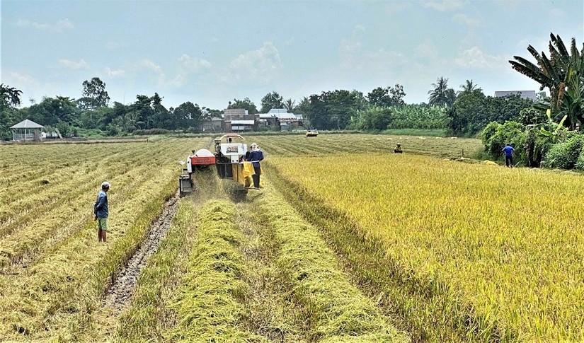 An Giang x&aacute;c định n&ocirc;ng nghiệp l&agrave; trụ đỡ vững chắc của nền kinh tế. Ảnh: UBND tỉnh An Giang.