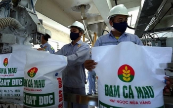 "Vẫn đủ phân bón cung ứng nếu phải nhường khí cho sản xuất điện"