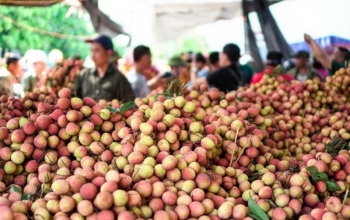 Việt Nam sẵn sàng cho mùa vải 2023 chinh phục các thị trường lớn