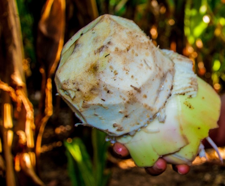 Phần củ v&agrave; th&acirc;n của c&acirc;y enset. Ảnh: IITA