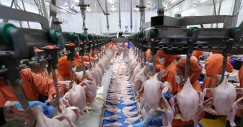 Việt Nam có thể xuất khẩu thịt gà chế biến sang Anh từ 9/2023