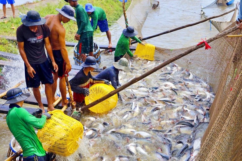 Sản lượng thu hoạch c&aacute; tra trong th&aacute;ng tăng so với c&ugrave;ng kỳ năm trước. Ảnh: Tepbac.
