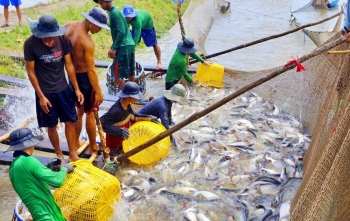 Cá tra và tôm tiếp tục mang lại điểm tích cực cho nuôi trồng thủy sản