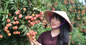 Tận dụng 'lỗ hổng' mùa vụ để đẩy mạnh vải Việt sang Trung Quốc