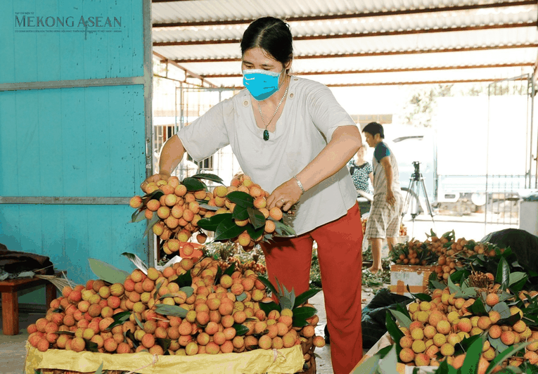 Hải Dương sẽ bước v&agrave;o vụ vải ch&iacute;nh từ 10/6 đến hết th&aacute;ng 6 năm nay. Ảnh: Ph&ugrave;ng Nguyện