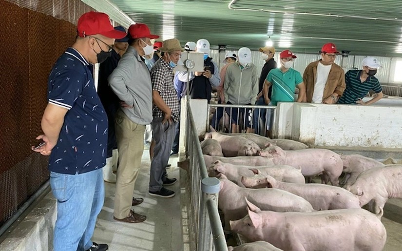 Mảng chăn nu&ocirc;i heo của HAGL vẫn chưa c&oacute; sự khởi sắc.