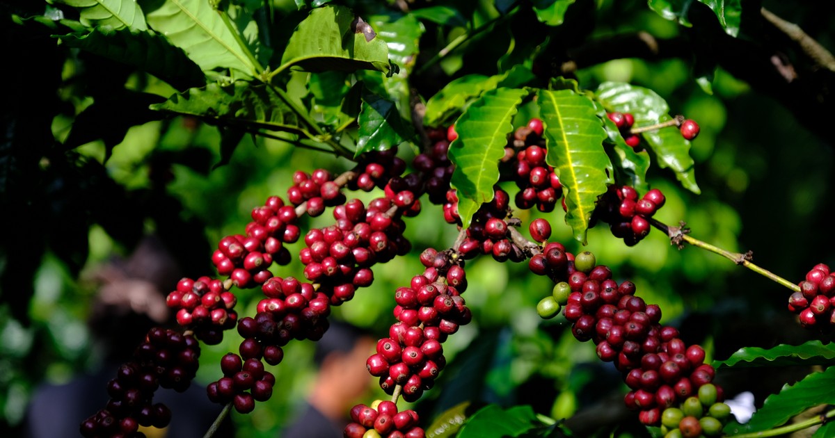 Cà phê Việt Nam chỉ chiếm 2,2% thị phần tại Singapore
