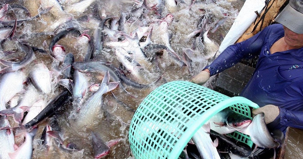 Doanh nghiệp Việt nào xuất khẩu cá tra nhiều nhất sang Brazil trong quý 1?