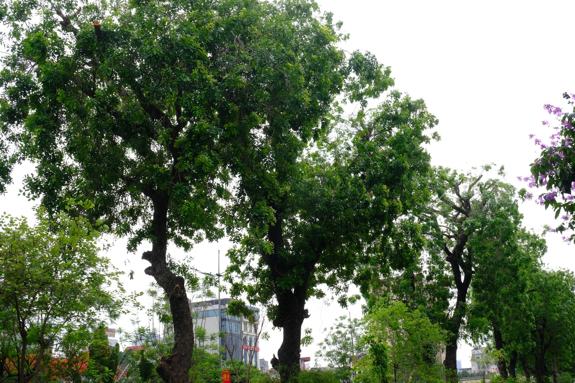 Hàng cây xà cừ được ưu tiên bảo tồn khi mở rộng đường Láng