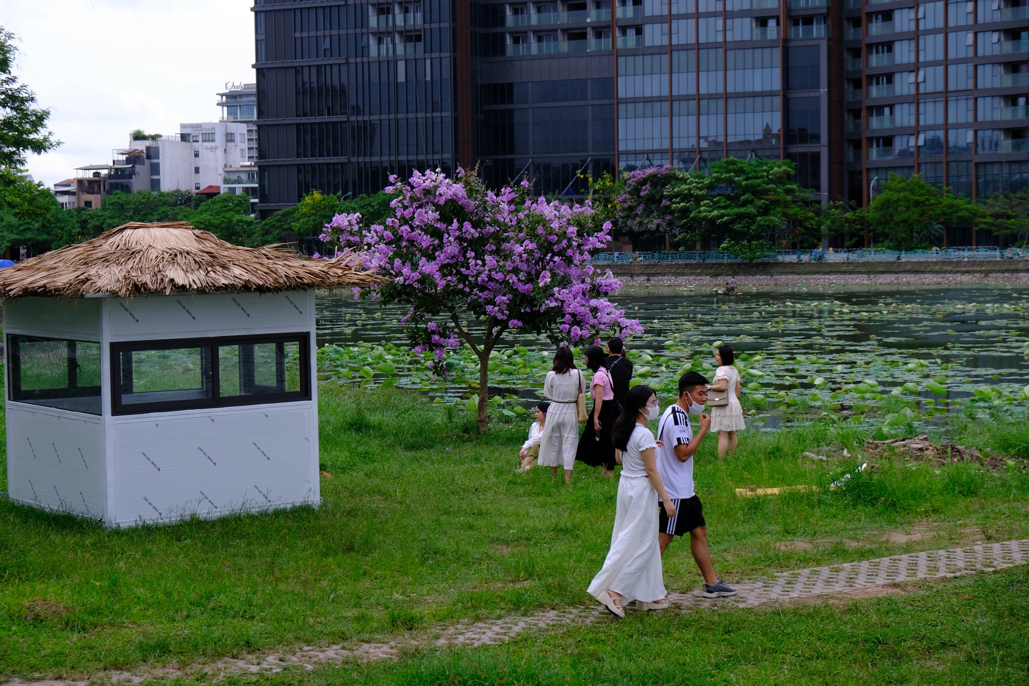 Một c&acirc;y hoa bằng lăng c&oacute; độ cao vừa đủ, ph&ugrave; hợp cho c&aacute;c bạn trẻ tới check-in hồ T&acirc;y trong những ng&agrave;y đầu h&egrave; ở H&agrave; Nội. Ảnh: L&ecirc; An/Mekong ASEAN.