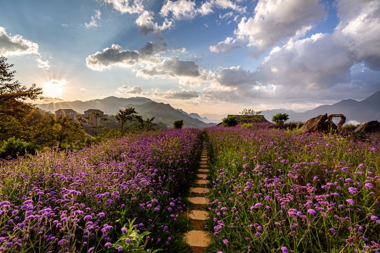 Đồi hoa t&iacute;m nổi bật giữa đất trời Fansipan