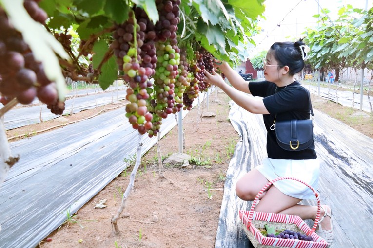 Nhiều bạn trẻ chọn đ&acirc;y l&agrave; nơi gh&eacute; thăm dịp cuối tuần. Ảnh: Phương Thảo.