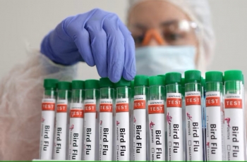 WHO xác nhận ca tử vong đầu tiên do cúm gia cầm H5N2
