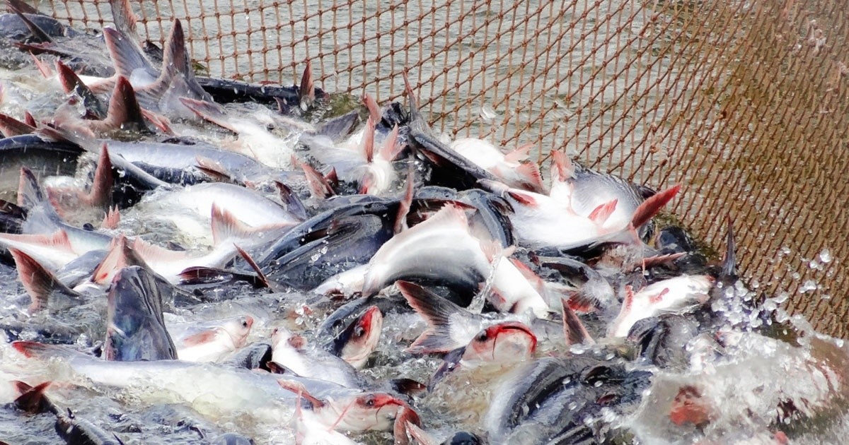 Vĩnh Hoàn là doanh nghiệp xuất khẩu cá tra lớn nhất trong 5 tháng